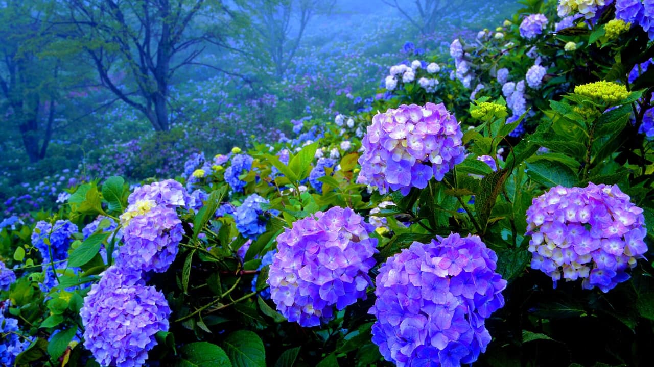 Cómo pintar hortensias