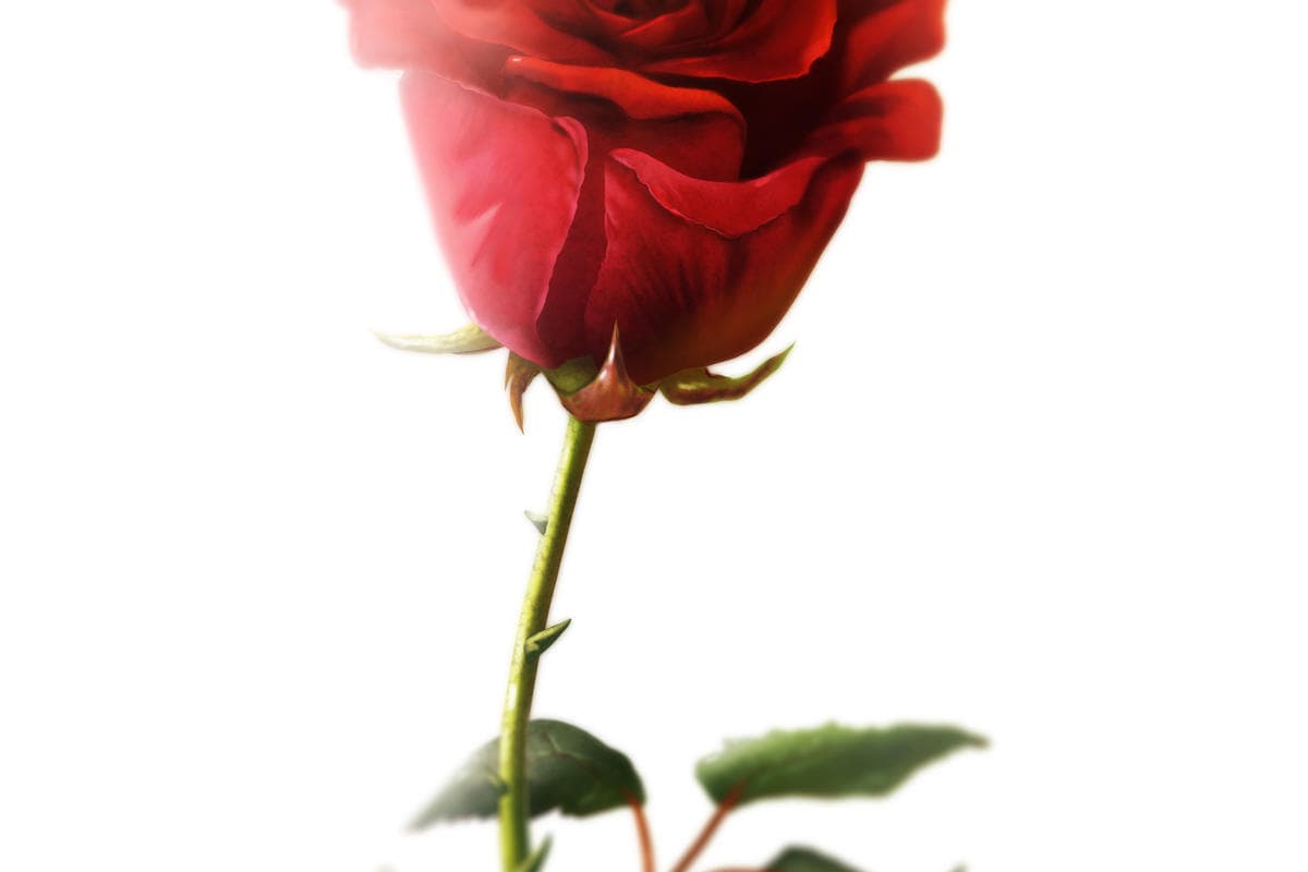 Cómo pintar rosas